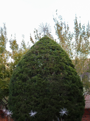 Christmas Tree Lighting